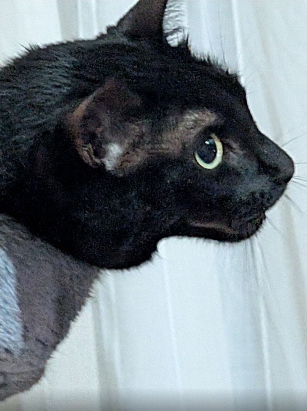 nina